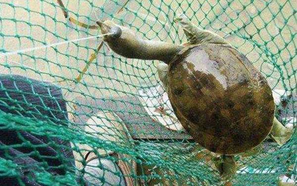 钓甲鱼用大力马几号线?