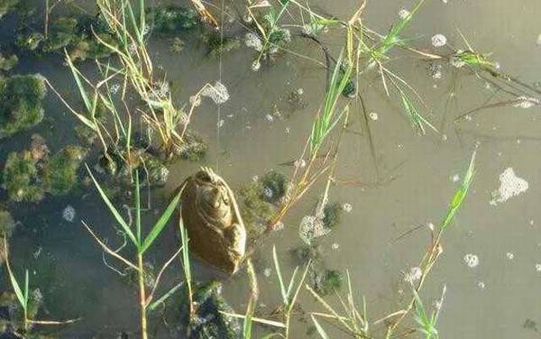 钓甲鱼用大力马几号线?