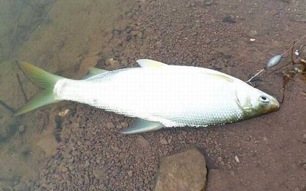 钓黄尾鱼用什么钩型最好?