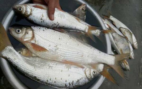 钓黄尾鱼用什么钩型最好?