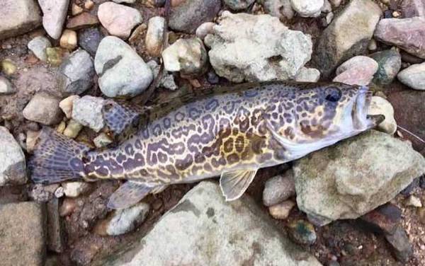 路亚鳜鱼什么调性的路亚竿好?