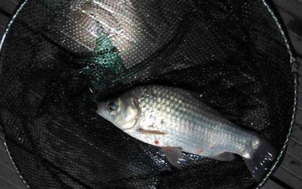 谷麦逗钓用什么鱼线?