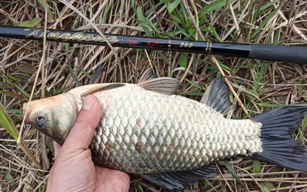 钓鲫鱼用几号钩最好?