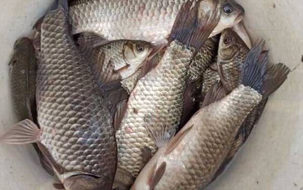 钓鲫鱼用几号钩最好?