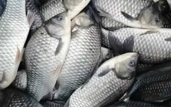 冬季钓鲫鱼子线长度多少合适?