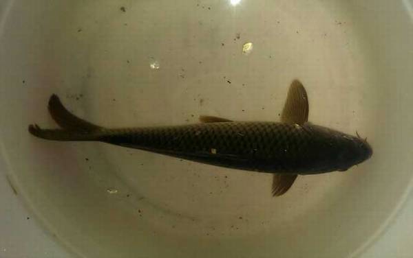 水库钓鲤鱼用几米手竿?