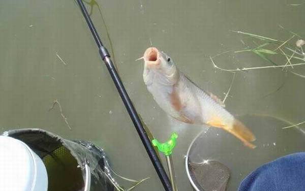 台钓鲤鱼一般用多长的竿?