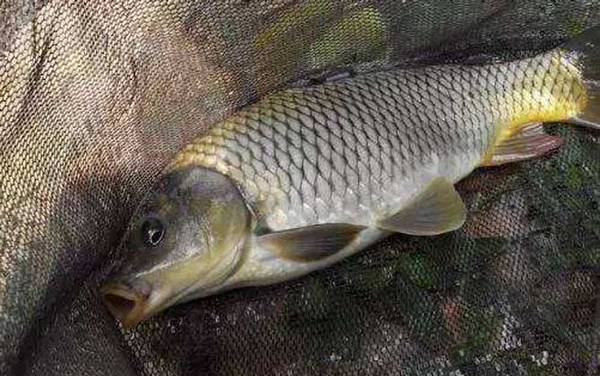 台钓鲤鱼子线多长合适?