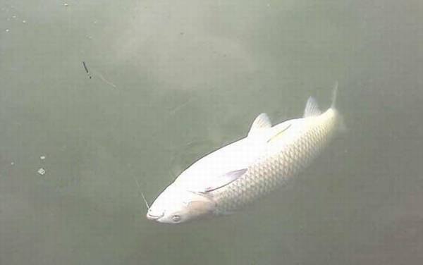 钓草鱼用几号钩和几号线?