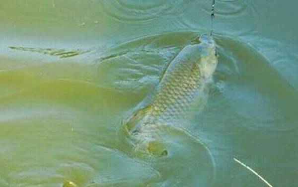 钓草鱼用几号钩和几号线?