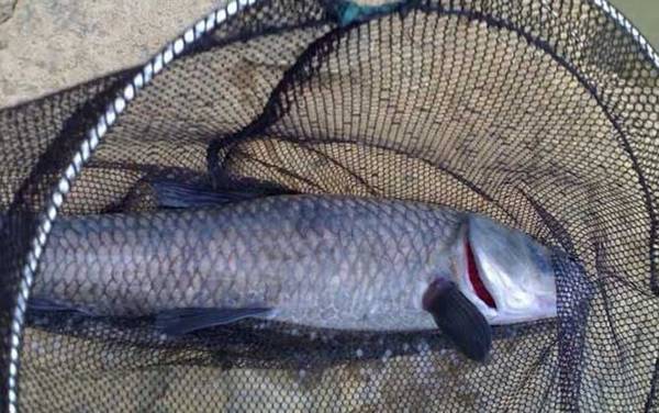 钓青鱼线组怎么搭配合理?