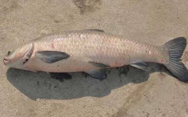 钓青鱼用几克的浮漂?