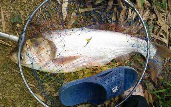 钓鲢鱼用什么漂最好?