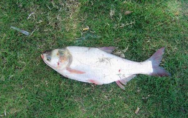 钓鲢鱼用什么漂最好?