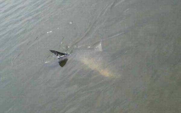 海竿钓青鱼用什么钓组好?