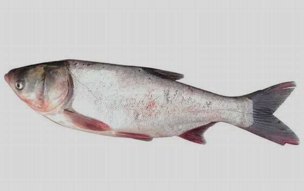 钓鲢鱼用什么鱼竿最好?