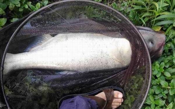 钓鲢鱼用什么鱼钩最好?