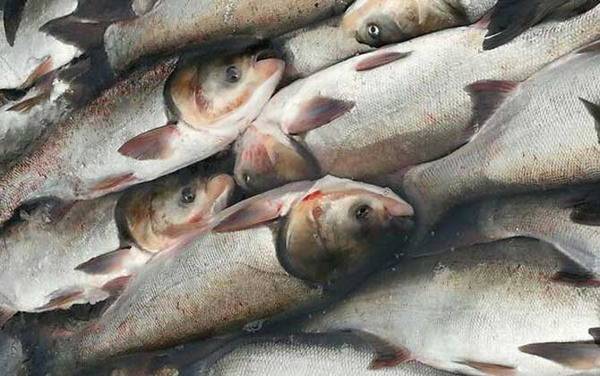 钓鲢鱼用什么鱼钩最好?