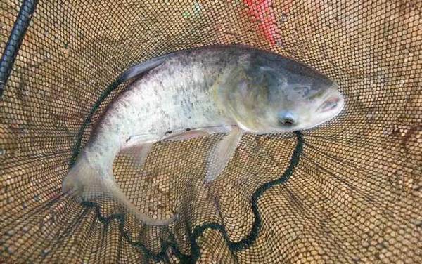 钓鳙鱼用什么钩最好?