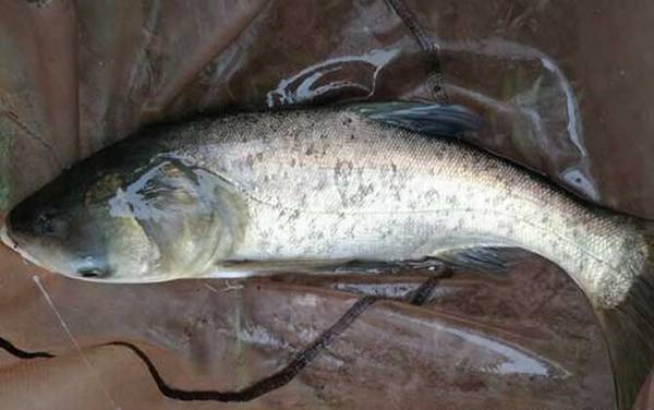 钓鲢鳙用什么鱼竿最好?