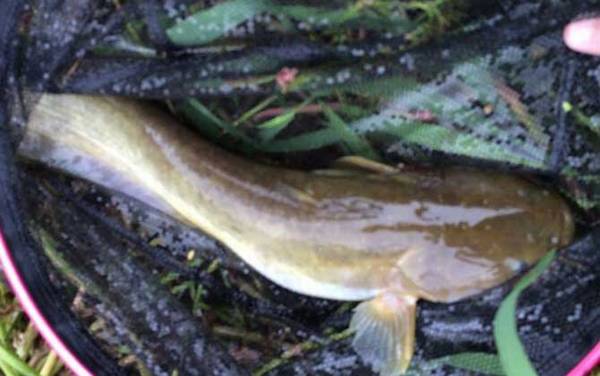 钓鲶鱼用什么钩型最好?