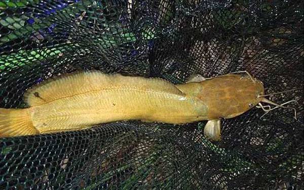 钓鲶鱼用什么钩型最好?