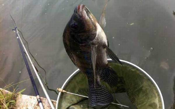 钓罗非鱼用什么线组?