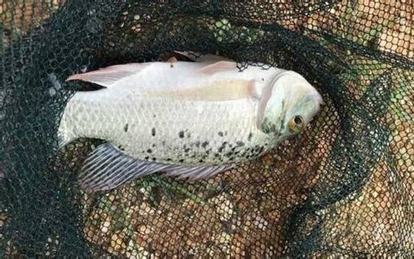 钓罗非鱼用什么线组?