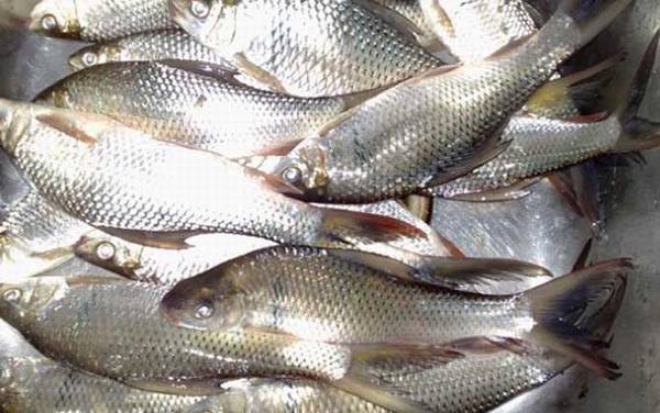 钓鲮鱼用几号钩比较好?