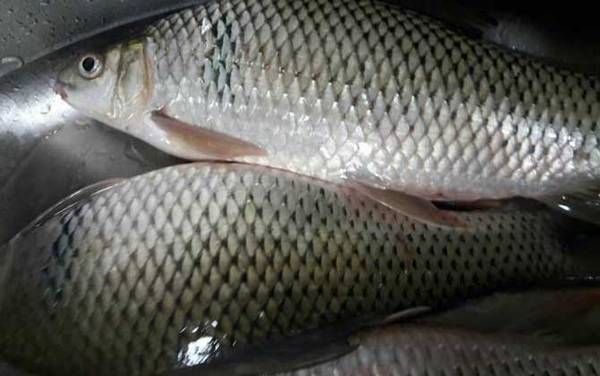 钓鲮鱼子线多长合适?