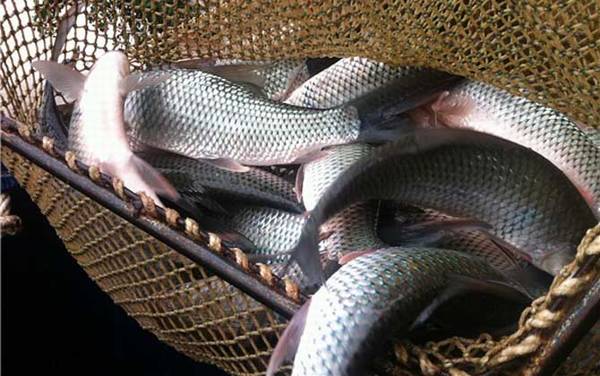 钓土鲮鱼用什么钩最好?