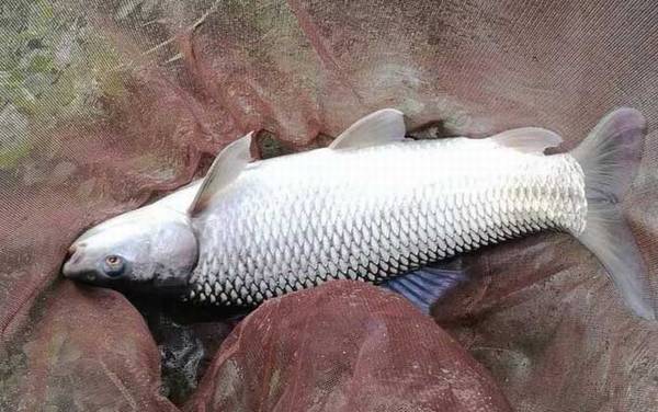 钓土鲮鱼用什么钩最好?