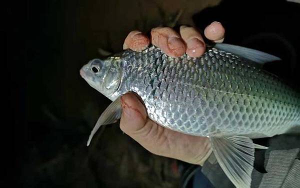 钓土鲮鱼用什么钩最好?