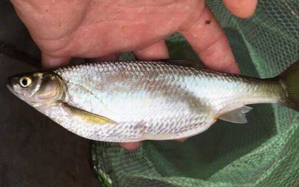 钓白条鱼用什么鱼钩最好?