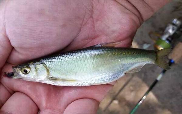 钓白条鱼用什么串钩最好?