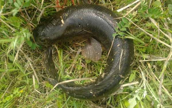 钓黑鱼用什么钩型最好?