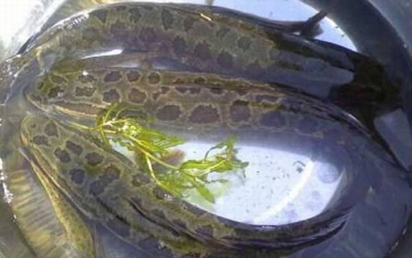 ·�Ǻ����ü���pe�ߣ�