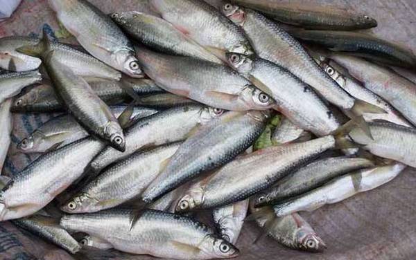 1号秋田狐鱼钩适合钓什么鱼?