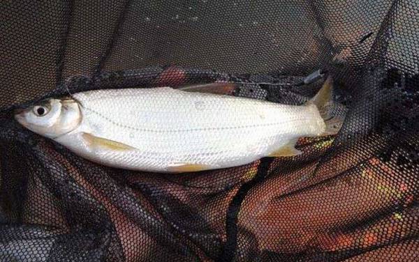 1号秋田狐鱼钩适合钓什么鱼?