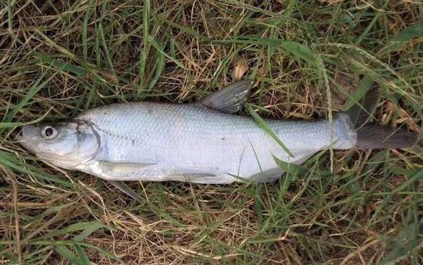 ���������߶೤Ϊ��ѣ�