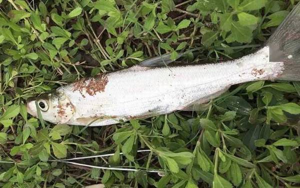 ���������߶೤Ϊ��ѣ�