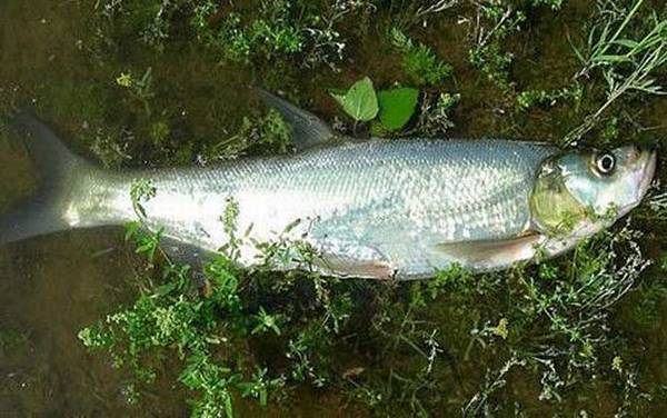 �ָ͵������ü����߼��Ź�����Ư��