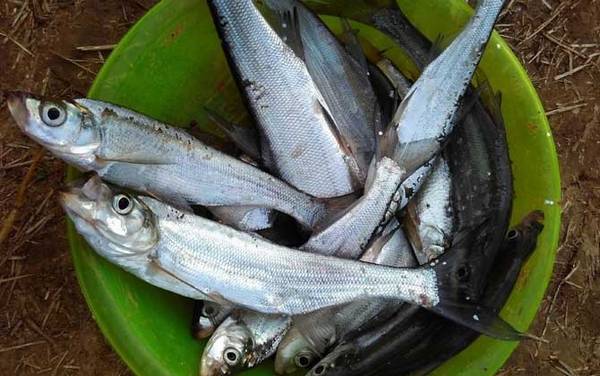 �ָ͵������ü����߼��Ź�����Ư��