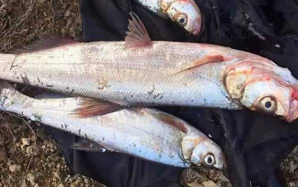 手竿钓翘嘴用什么线组?