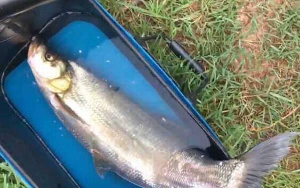 手竿钓翘嘴用什么线组?