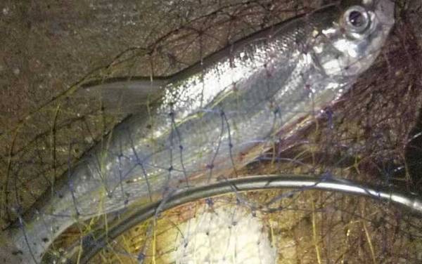 �ָ͵������ö೤����ͣ�