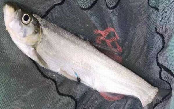 �ָ͵�������ʲô��Ư��