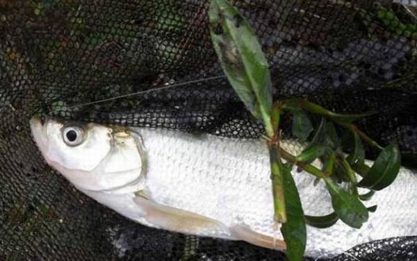 ·��������m����ml���ԣ�