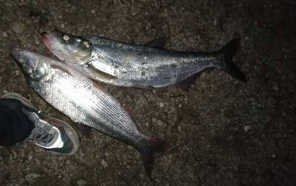 ·��������m����ml���ԣ�