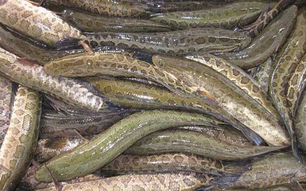 ǧ���㹳�ʺϵ�ʲô�㣿